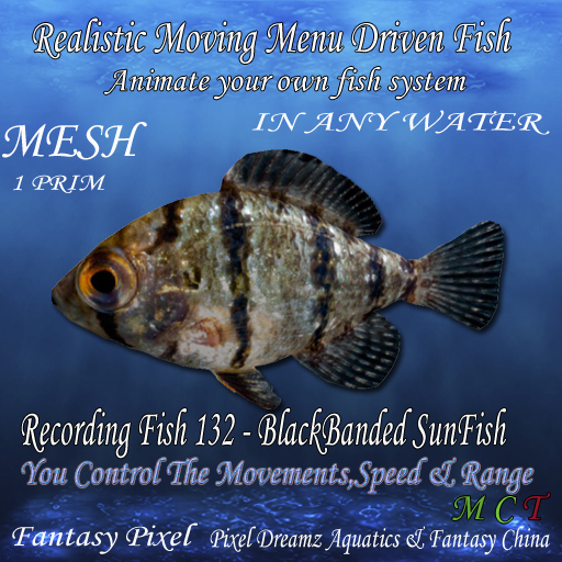 Realistic Moving Menu Driven Fish YOU CONTROL - Recording fish 132 - BlackBanded SunFish