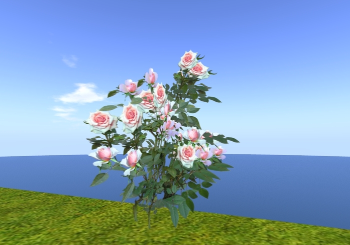 Rose Bush Red & White Hybrid (Flexi)