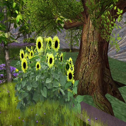 Sunflower flower 