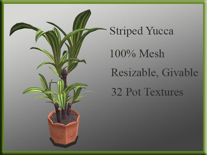 !MM! Yucca Stripes