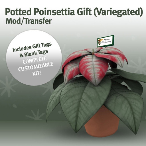 Potted Poinsettia Gift (Var.)
