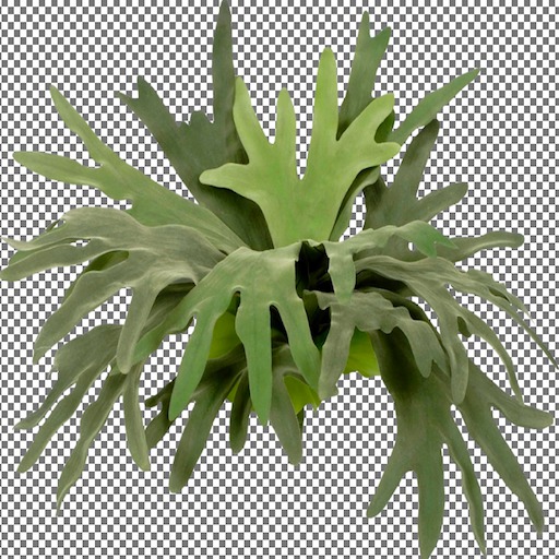 Staghorn Fern