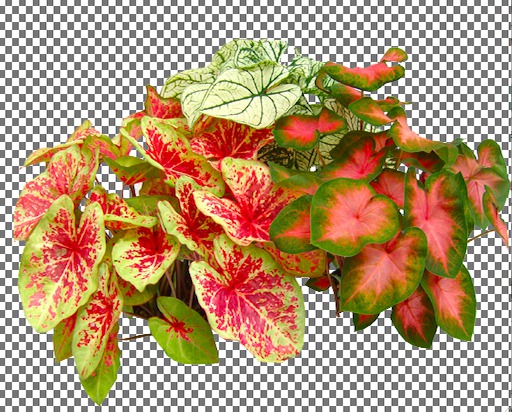 Caladium Group