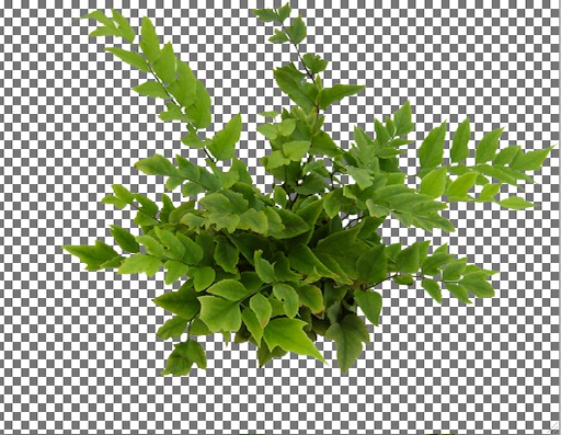 Holly Fern