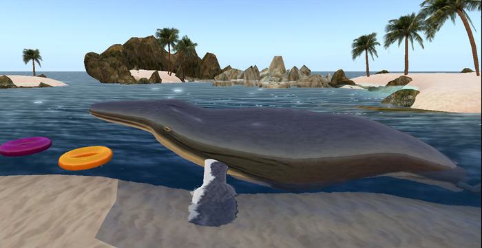 starter kit humpback whale new one