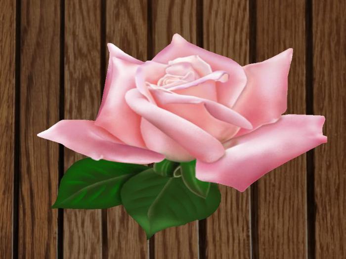Blooming Rose