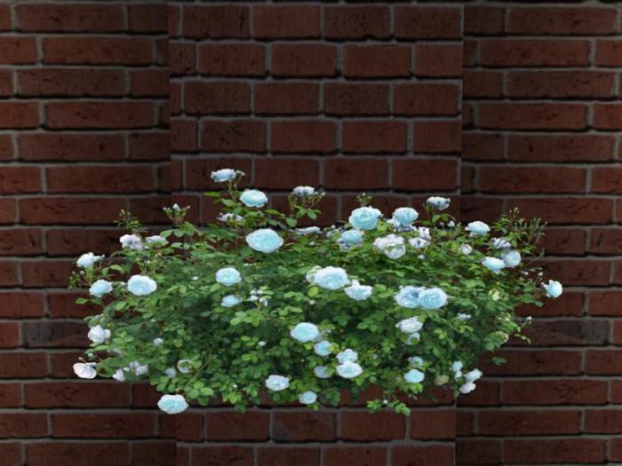 Blue Roses Bush