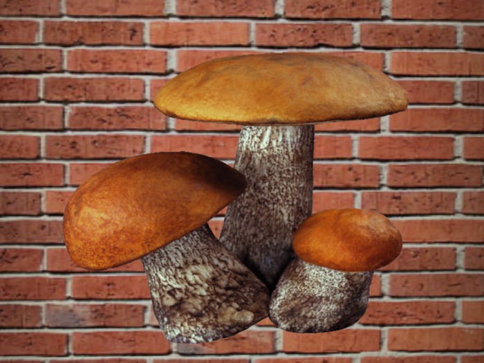 Brown Mashrooms