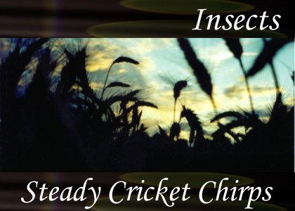 Atmo-Insects - Steady Cricket Chirps 1:10