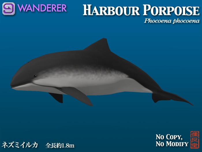 Harbour Porpoise WANDERER