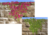 PROMO!!! two hanging plants
