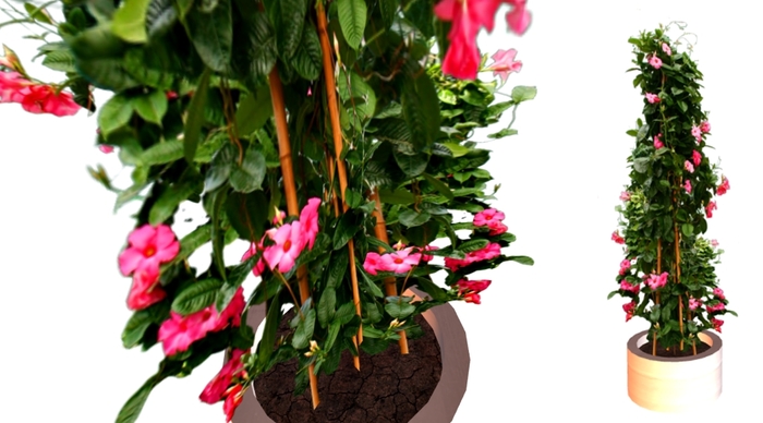 * GuTi flexi Sundaville pink potted