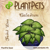 PlantPet Seed [Caladium *Faded Lime*] common Release Day 02.12.2013