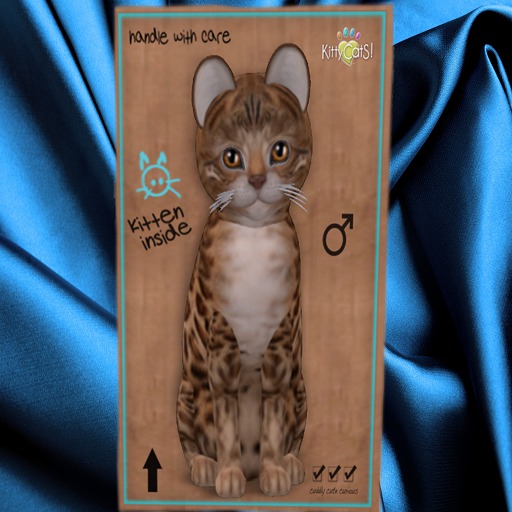 KittyCatS Box - New Born Kitten 4