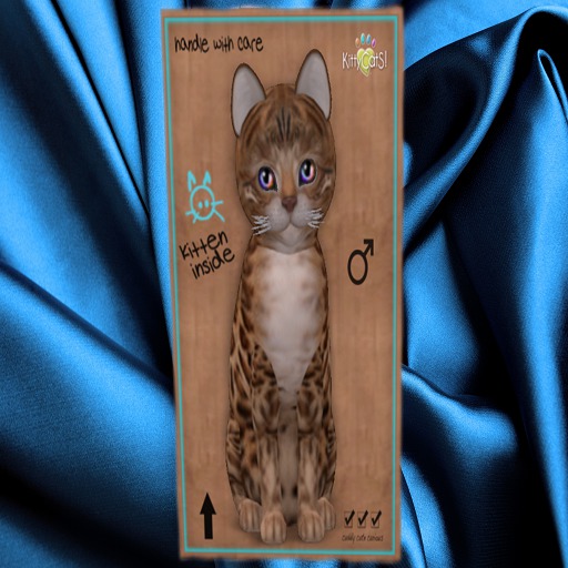 KittyCatS Box - New Born Kitten 12