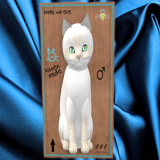 KittyCatS Box - New Born Kitten 14