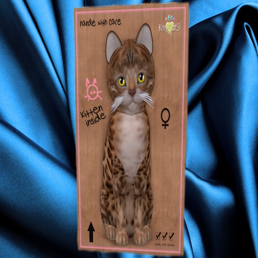 KittyCatS Box - New Born Kitten 15