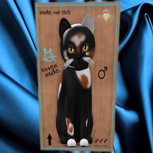 KittyCatS Box - New Born Kitten 16
