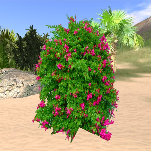 Bougainvillae (MxT)
