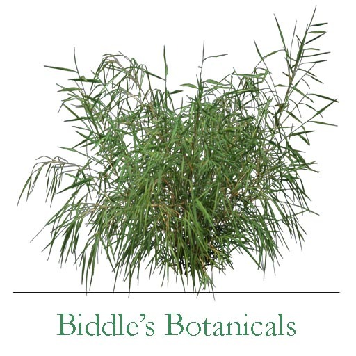 WEEPING BAMBOO (mody & copy)