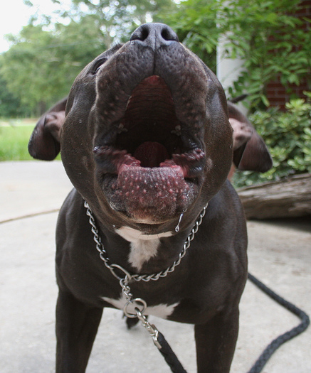 Pitbull Barks for TWI Mesh wolf BOXED