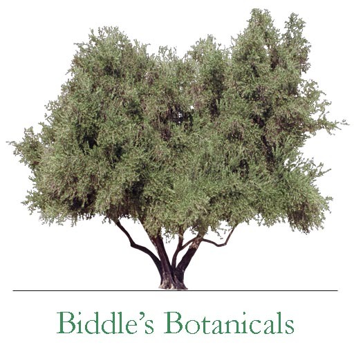 olive 0 (mody & copy)