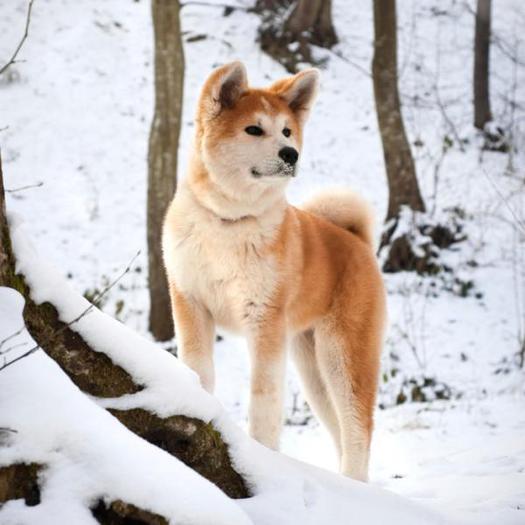 Akita Barks for TWI Mesh Wolf BOXED