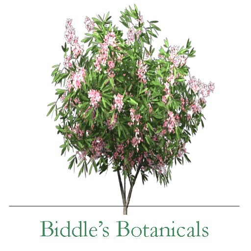 Oleander 1 (mody & copy)