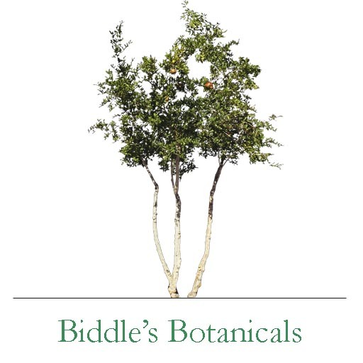 Pomegranate (mody & copy)