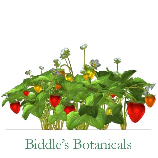 strawberries  (mody & copy)