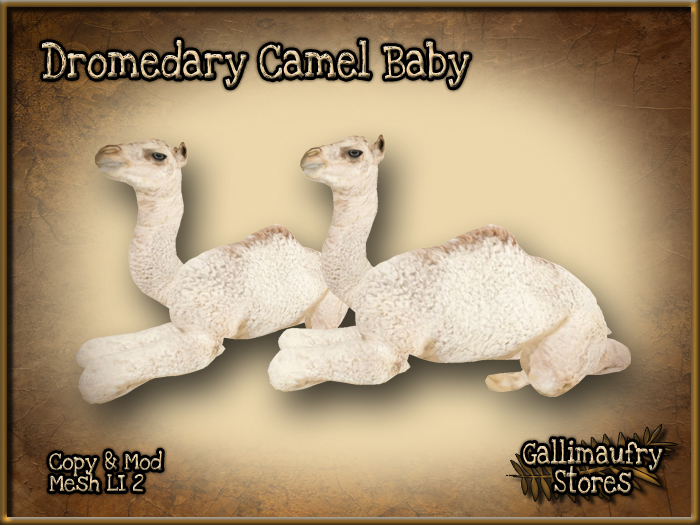 *GALLI*  - MESH - Baby Camel Laying - Copy & Mod