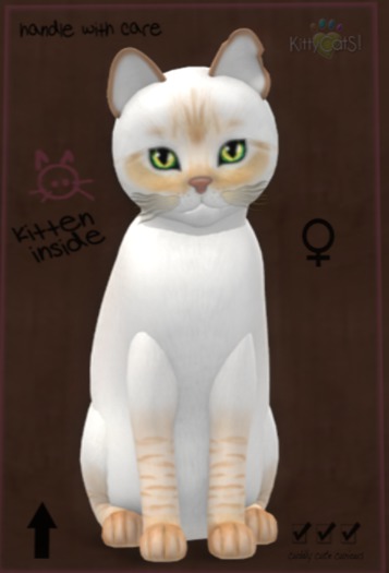 ♀ 8T Balinese Flame Lynx Double Dip Flora Mysterious Big Blush Boo Boo Big Boo Boo Blonde Light wave