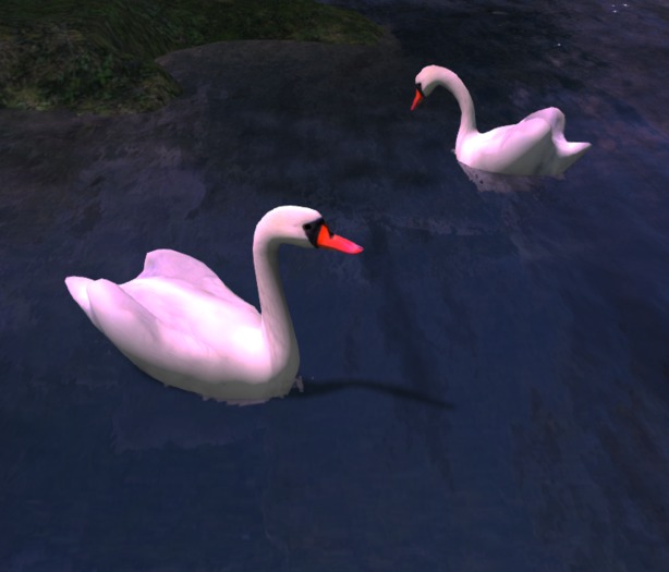 Swans
