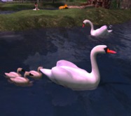 Swan family