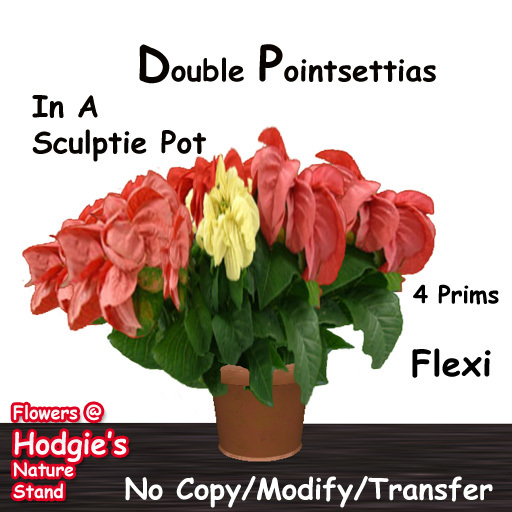 Hodgie's Flowers & Plants  --  Red & White Double Bloom Poinsettia In A Clay Pot  Christmas