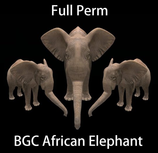 BGC African Elephant