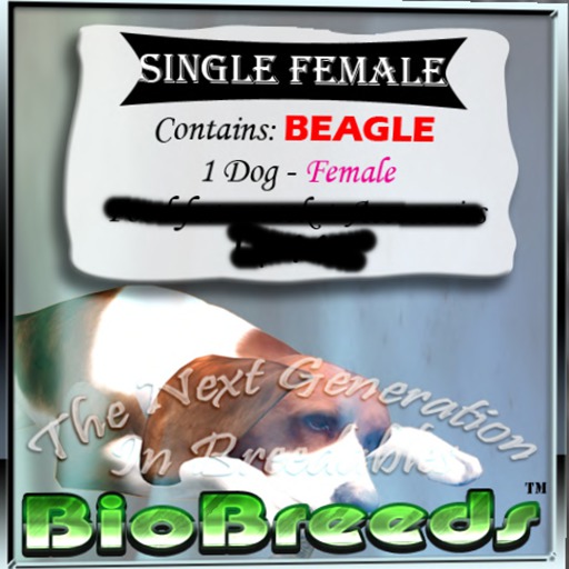 BB Beagle Box female