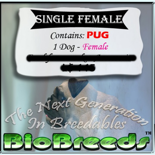 BB Pug Box FEMALE
