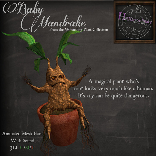 *HEXtraordinary* : Cranky Baby Mandrake
