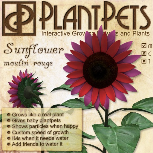 PlantPet Seed [Sunflower *Moulin Rouge*]