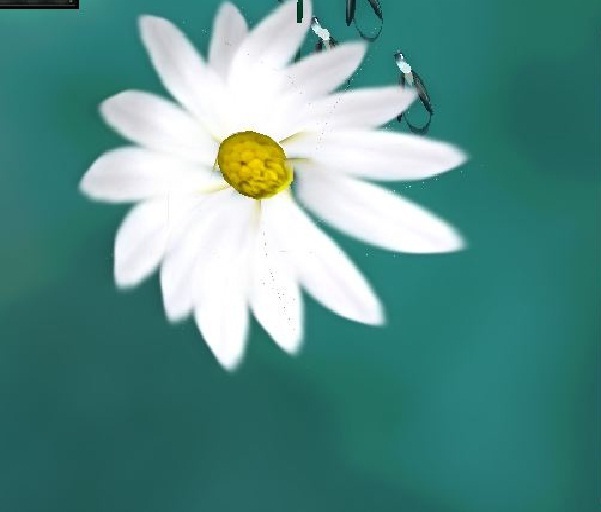 daisy by me