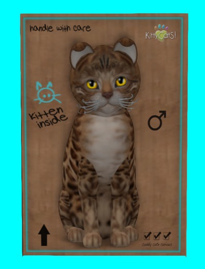 KittyCatS Box - Bengal - Sorell