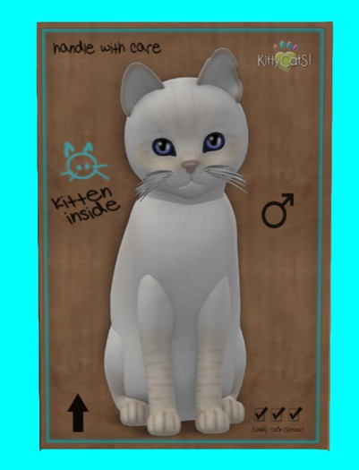 KittyCatS Box - Balinese - Cream Lynx