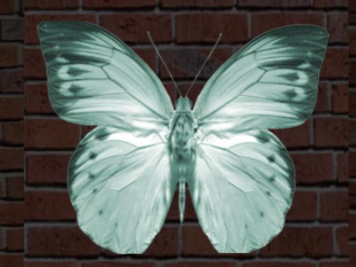 Crystal Blue Butterfly