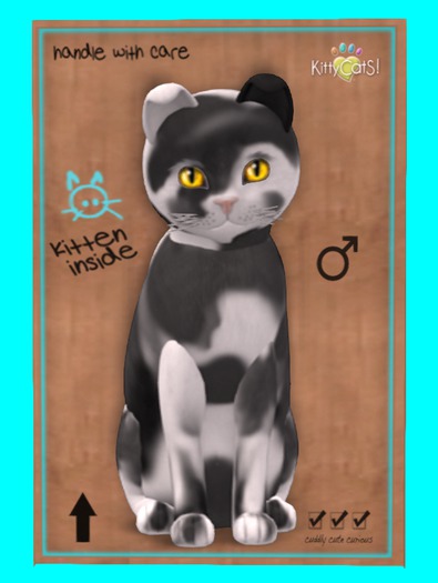 KittyCatS Box - Chateau - Grey & White No.2