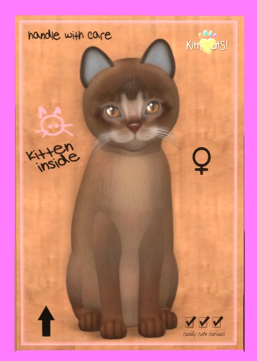 KittyCatS Box - Abyssinian - Ruddy