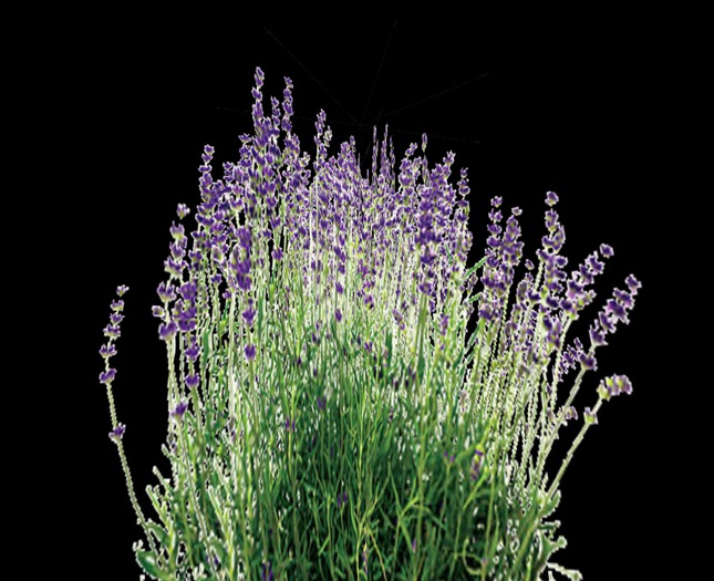 Purple lavender plant    1 prim mod copy