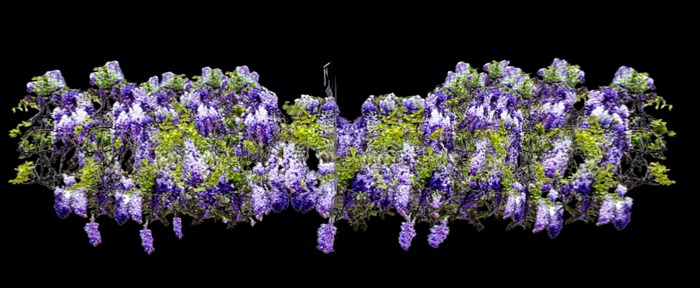 Climning wisteria  plant    1 prim mod copy