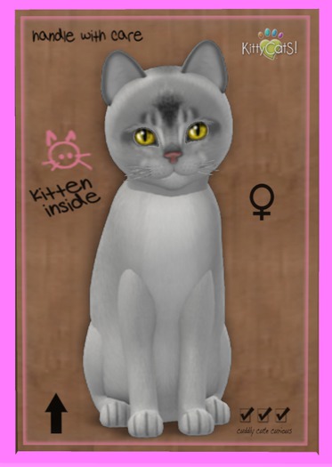 KittyCatS Box - Abyssinian - Black Silver