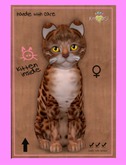 KittyCatS Box - Bengal - Copper